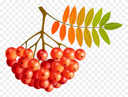 Рябинка вектор