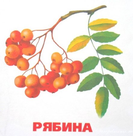 Веточка рябины цветная