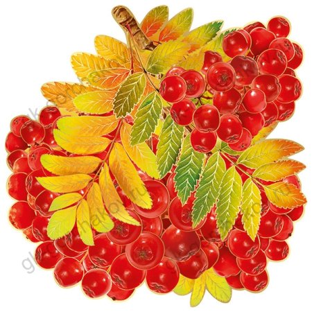 Ветка рябины» (рисование с натуры) (т.с.Комарова, стр.40)