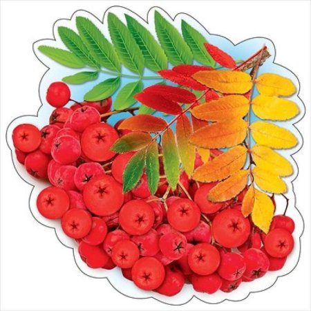 Ветка рябины» (рисование с натуры) (т.с.Комарова, стр.40)