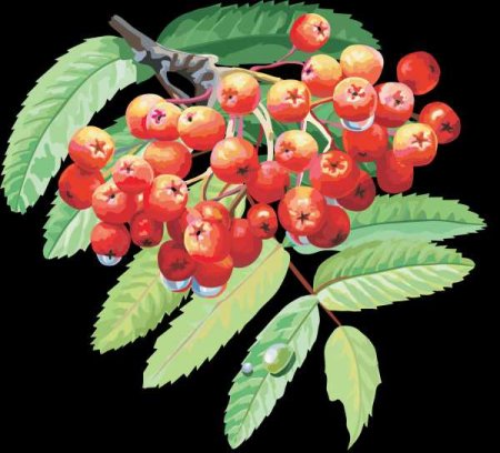 Рябина орнамент