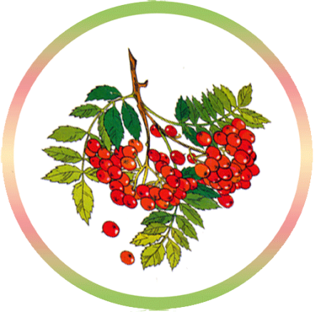 Листья рябины рисунок с ягодами