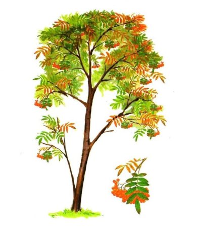 Рябина в детском саду