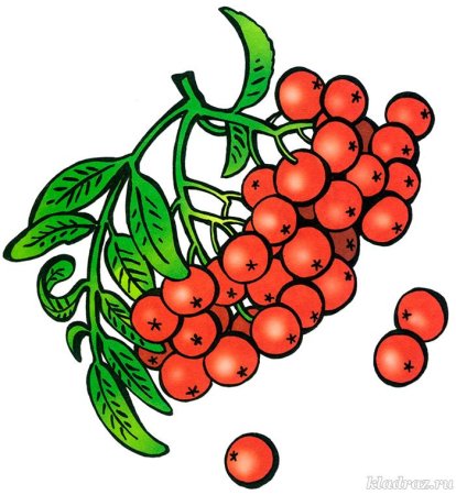 Красивые осенние листочки и ягодки