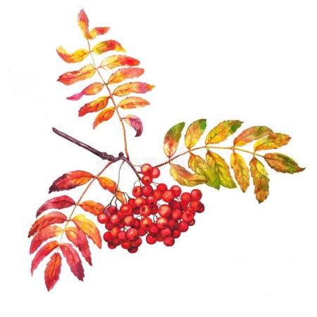 Рябина для украшения группы в детском саду