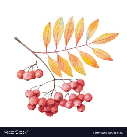 Ветка рябины с листьями