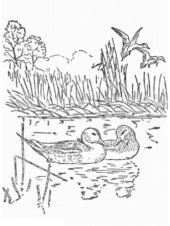 Раскраска пруд с утками