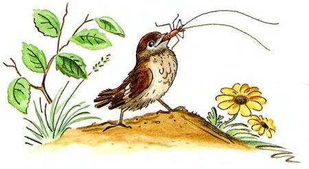 Раскраска Тараканище Чуковского