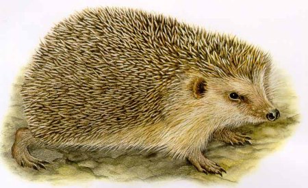 Иллюстрация ежа