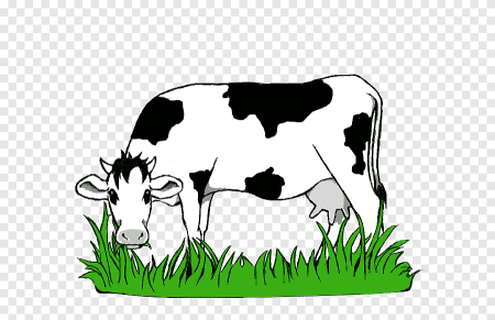 Корова жует траву