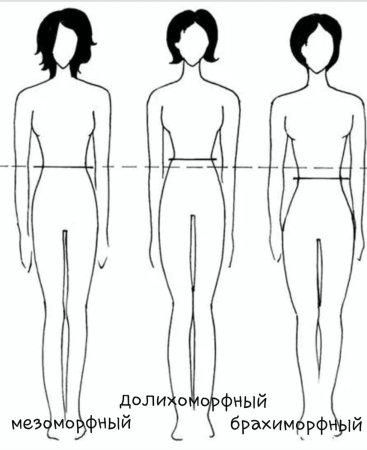 Типы телосложения брахиморфный долихоморфный и мезоморфный
