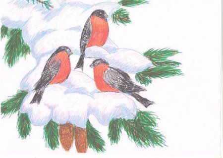 Снегирь рисунок карандашом