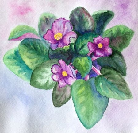 Фиалка узамбарская рисунок