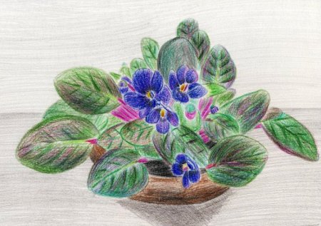 Фиалка узамбарская рис