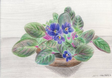 Фиалка узамбарская рис