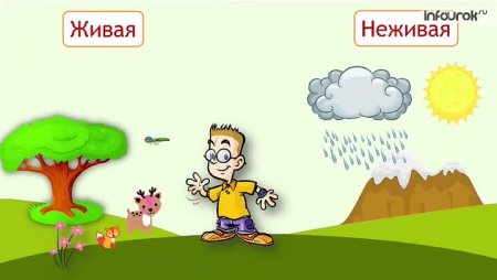 Живая и неживая природа картинки