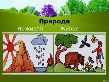 Рисунок Живая и неживая природа