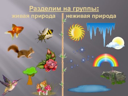 Живая и неживая природа для дошкольников