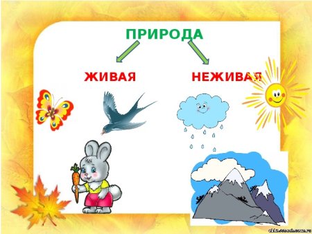 Живое неживое для детей