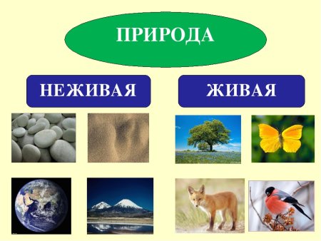 Жива и неживая прмпода