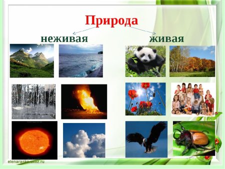 Объекты неживой природы объекты живой природы
