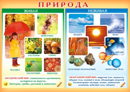 Живая и неживая природа 1 класс окружающий мир