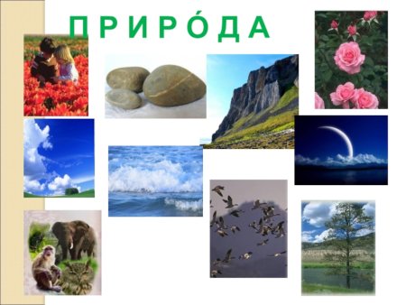 Живая и неживая природа для дошкольников