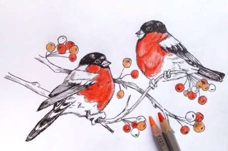 Снегирь рисунок