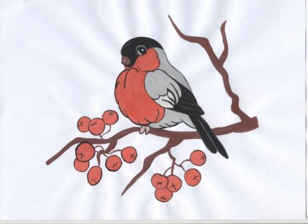 Рисование снегирьт на веткк