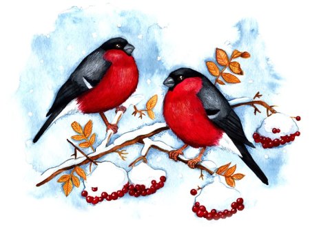 Снегирь рисунок