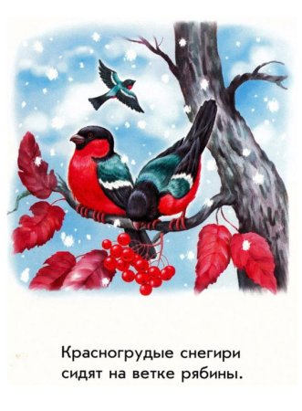 Снегирь на ветке рябины