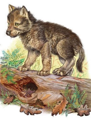 Мультяшные волчата