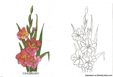 Гладиолус раскраска