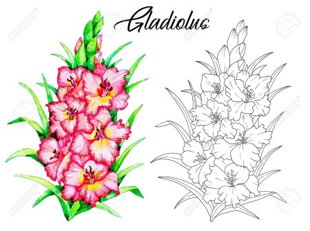 Гладиолус раскраска