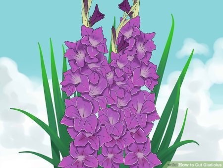 Гладиолус раскраска