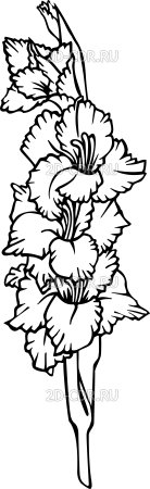 Гладиолусы акварелью Андрияка