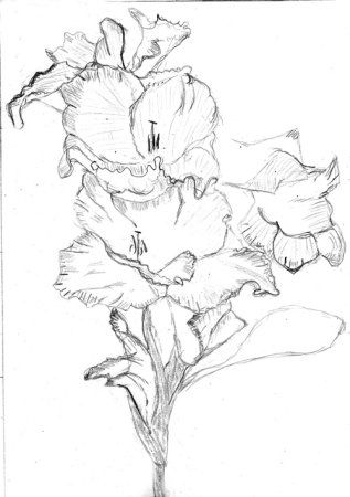 Гладиолус контур