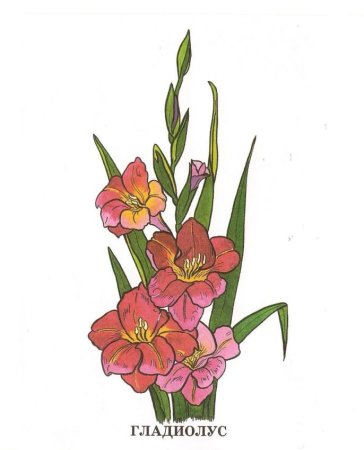 Семейство Лилейные Гладиолус