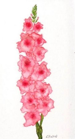 Гладиолус для срисовки