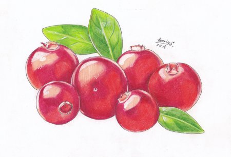Клюква для рисования