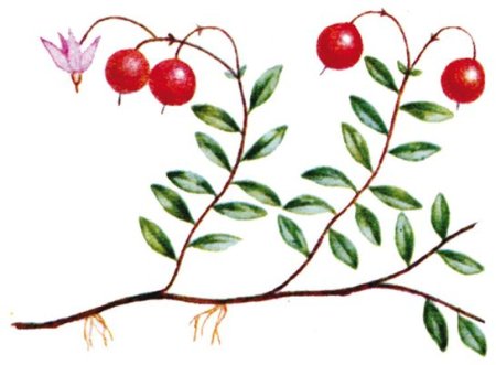 Клюква Болотная стебель