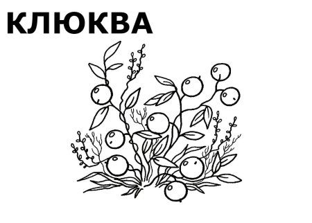 Клюква раскраска для детей