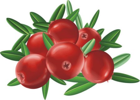 Клюква рисунок