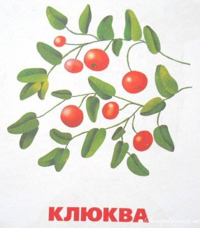 Клюква для дошкольников