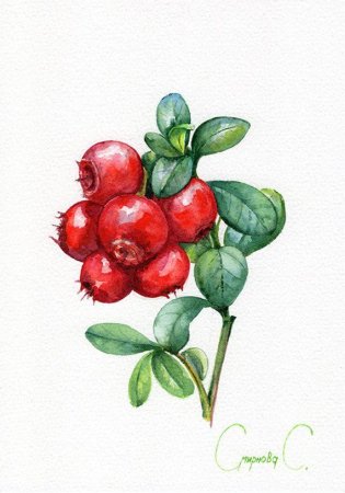 Брусника акварель