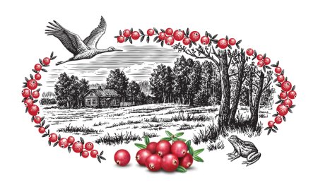 Клюква рисунок