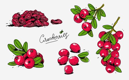 Брусника рисунок для детей