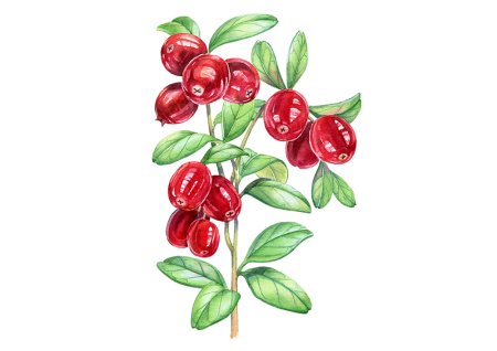 Брусника акварель