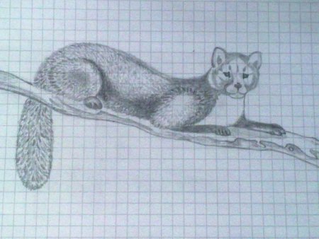 Соболь рисунок карандашом