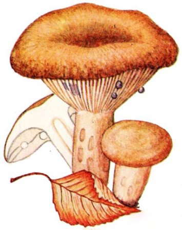 Маска гриб Рыжик